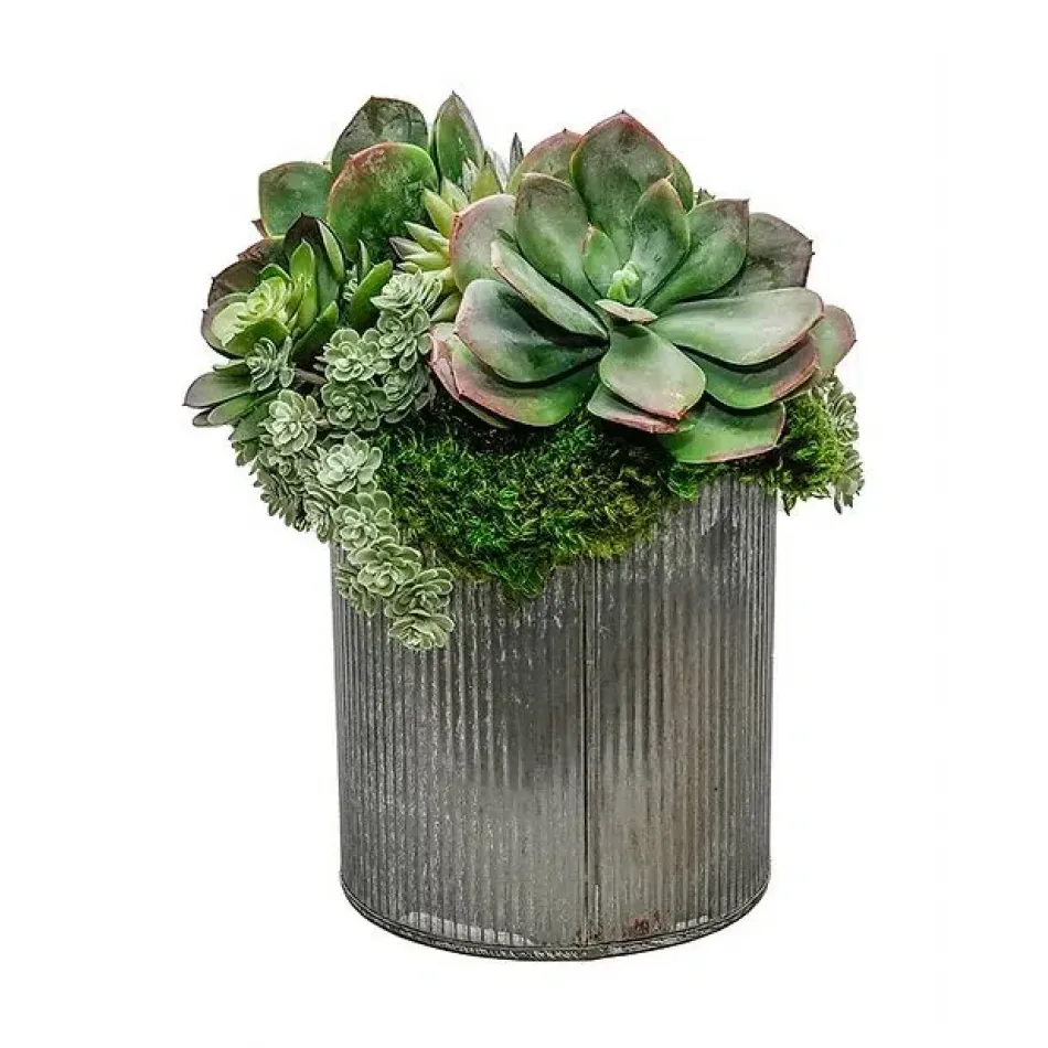 Succulent Mix In 7" Tin