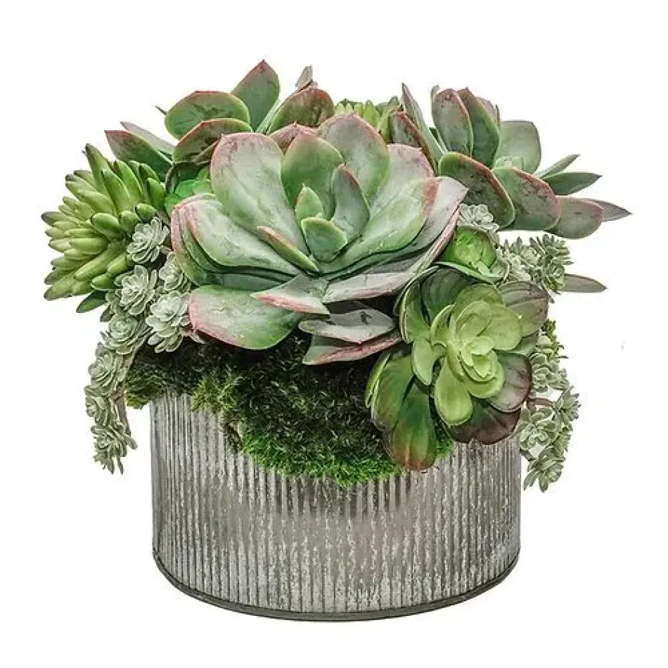 Succulent Mix In 8" Tin Bowl