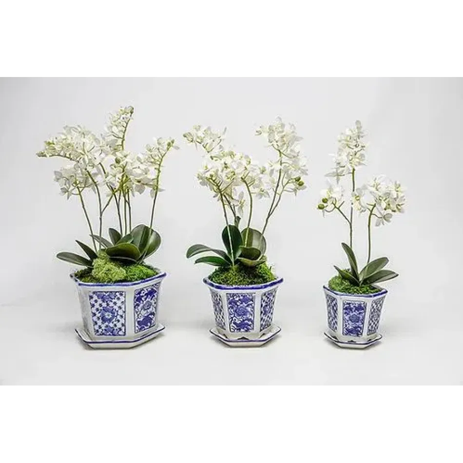 Set of 3 Blue/White Pots With Mini Orchids
