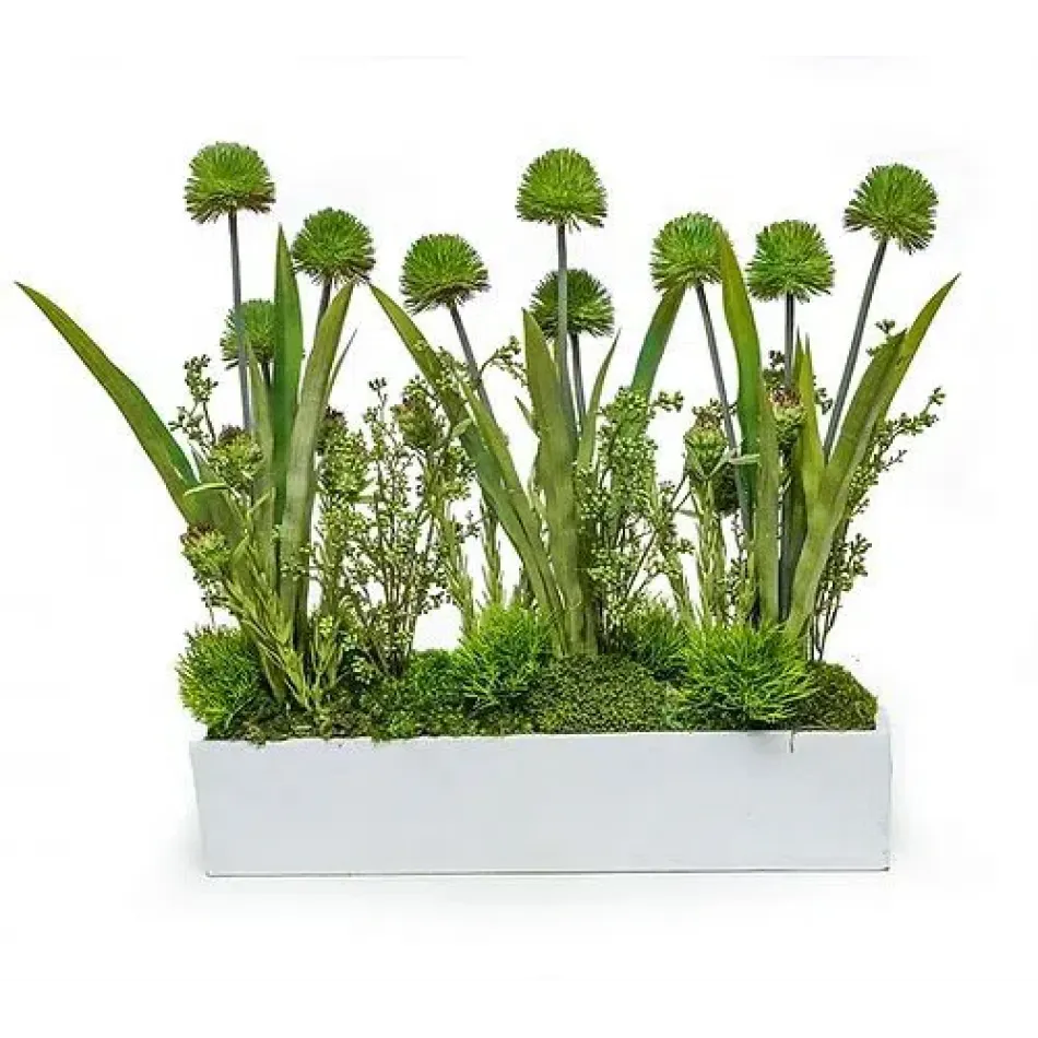 White Planter With Allium/Grass