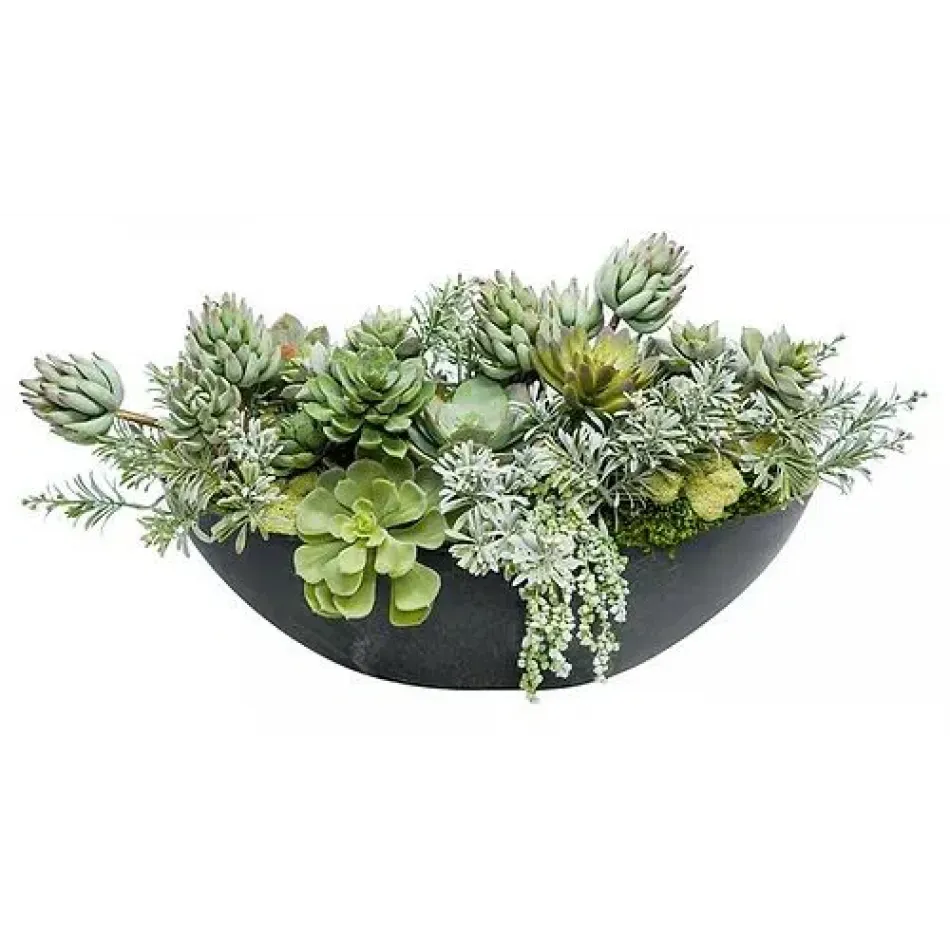 Succulents In Black Boat