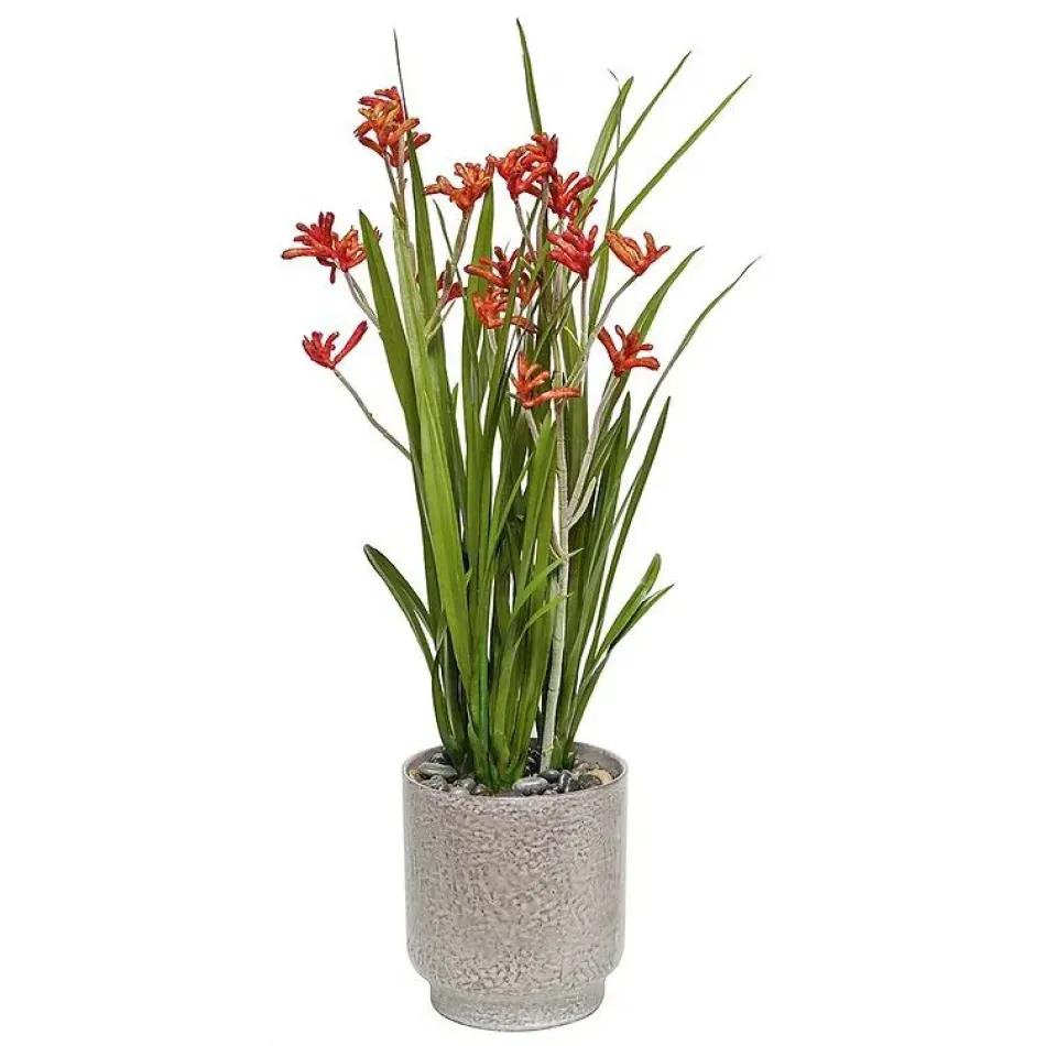 Large Kangaroo Paw Pot - Red