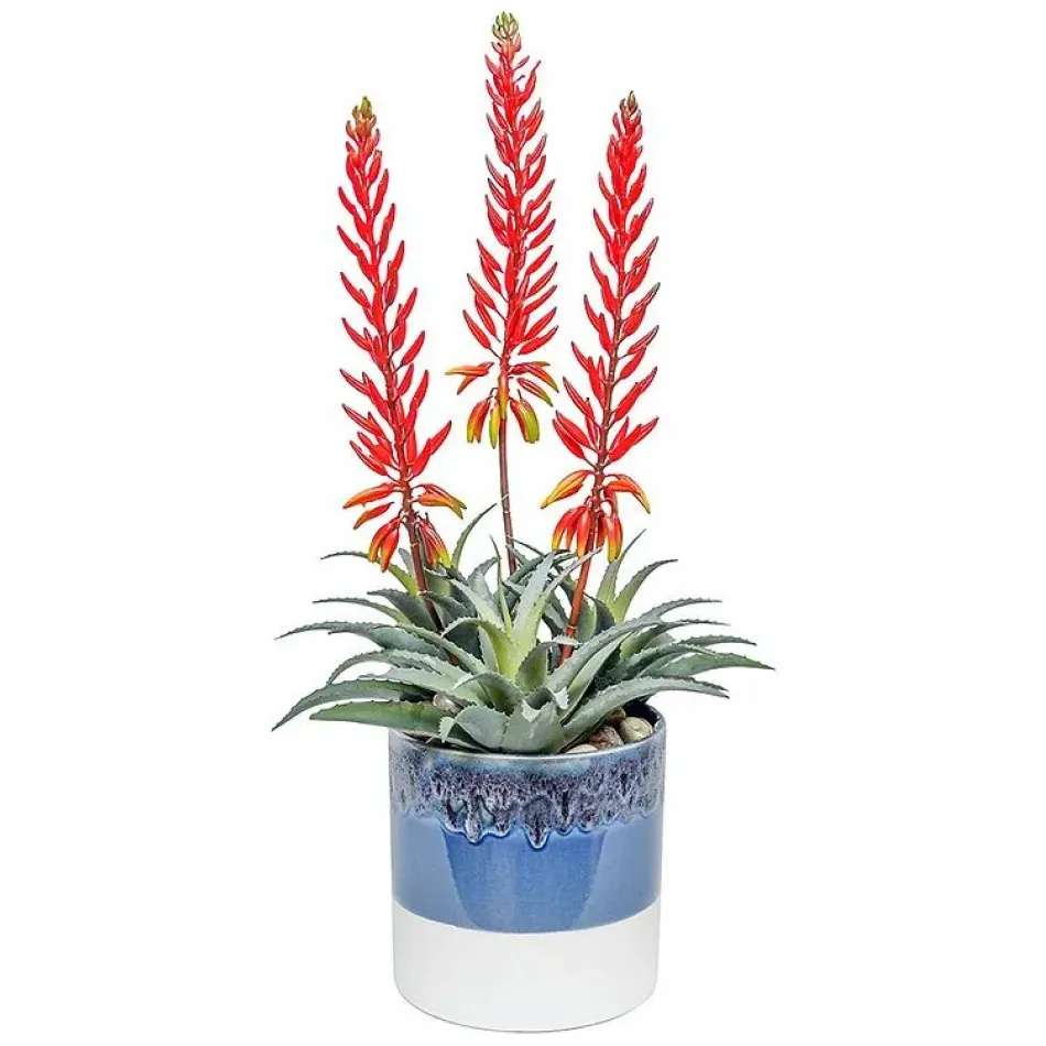 Red Flowering Agave In Ombre Pot