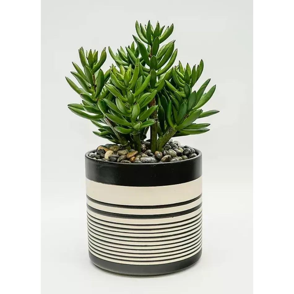 Sinclair 7" Pot Finger Succulent