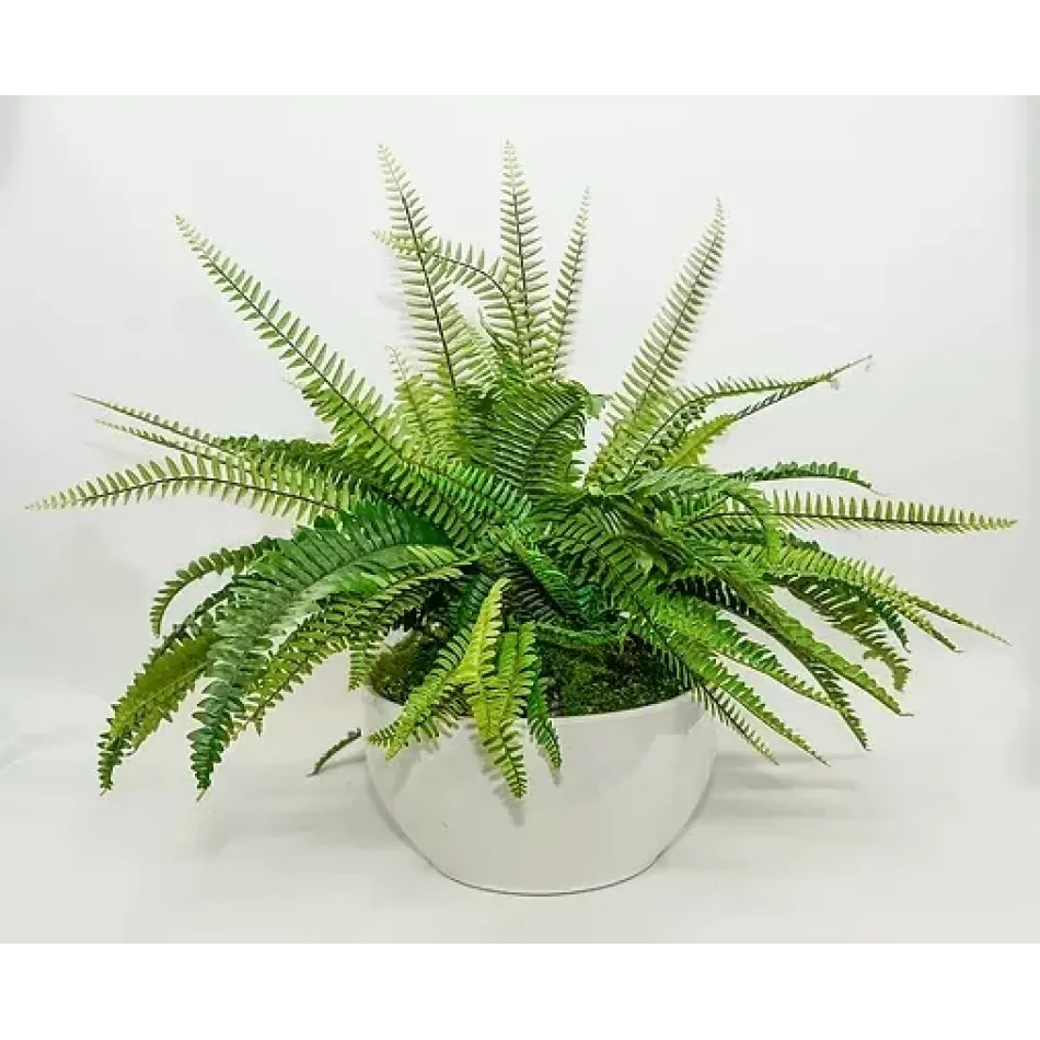 Fern in Large White Bowl