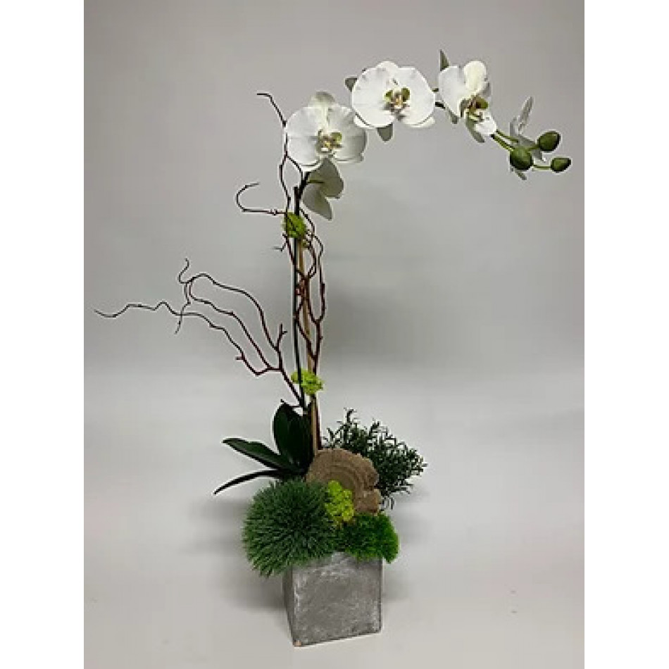 Orchid Grass, Rosemary in Cement Cube 35" x 15"
