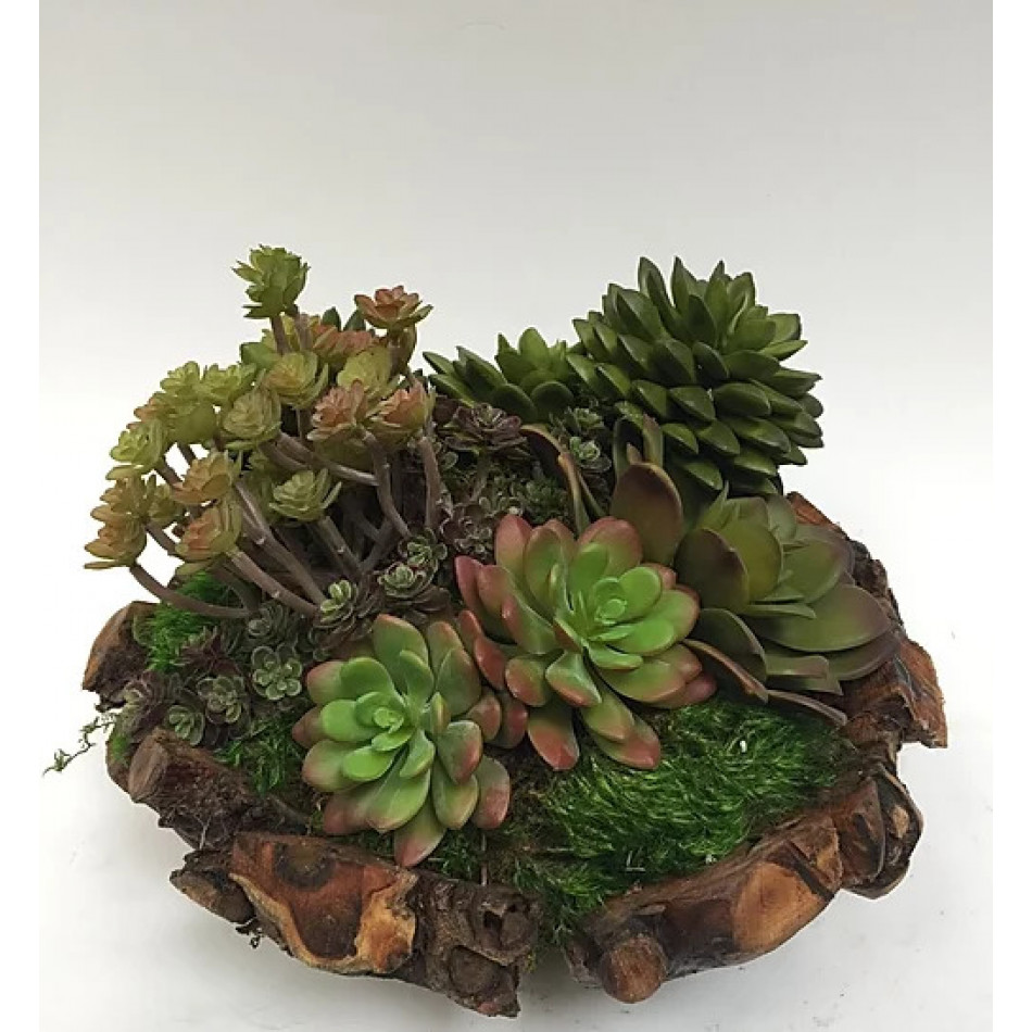 Succulents in Small Root Bowl 12" x 8"