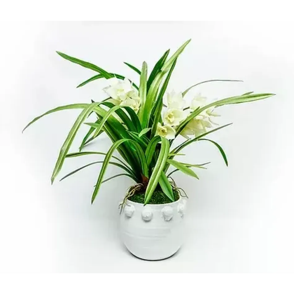 Cymbidium Fem Rosa Pot