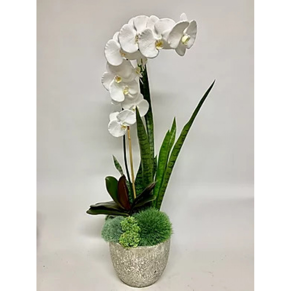 Orchid, Sansevieria/Grass/Moss in Pot 37" x 14"