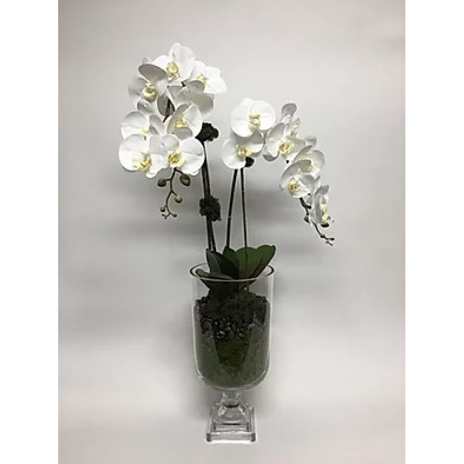 Double Orchid in Glass Urn 34" x 15"