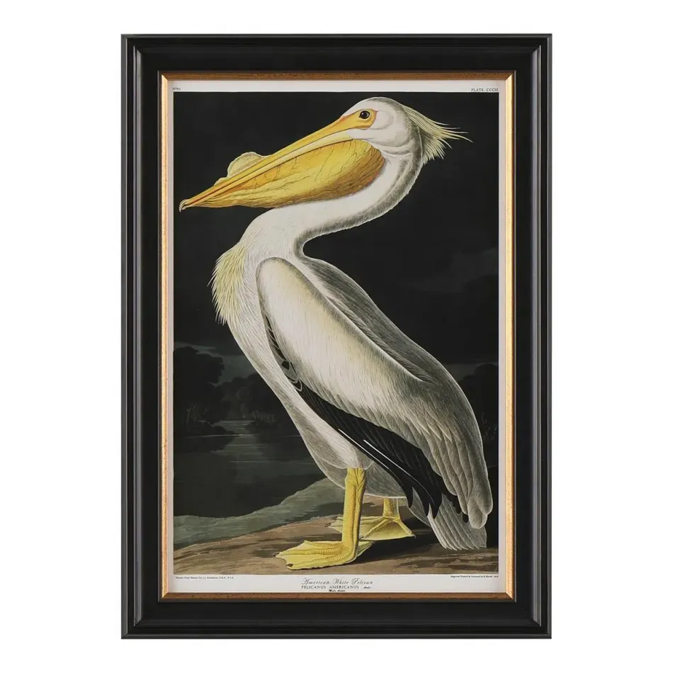 Audubon Collection Group I-A