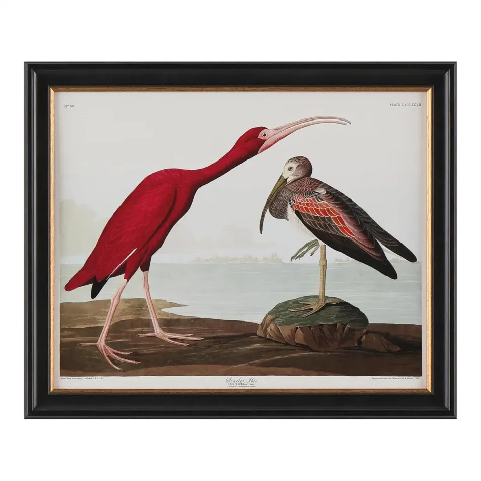 Audubon Collection Group II-B