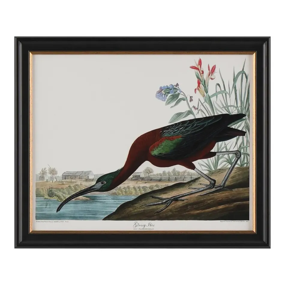 Audubon Collection Group II-C