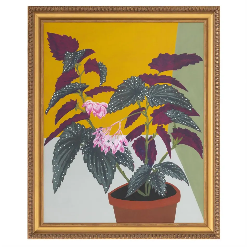 Michael Pfleghaar's Polka Dot Begonia