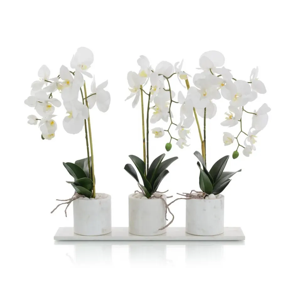 Marble Orchids