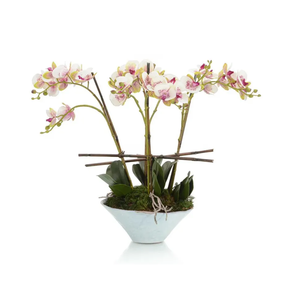 Little Gem Orchid