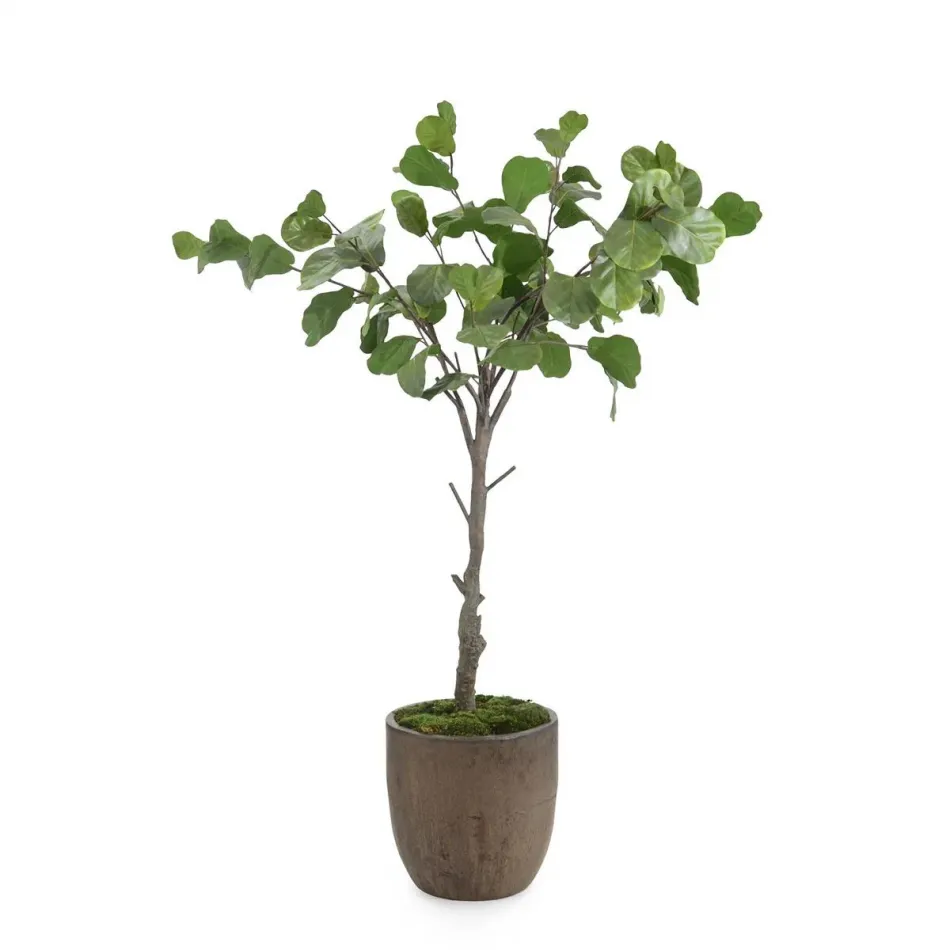 Fiddle Leaf Fig
