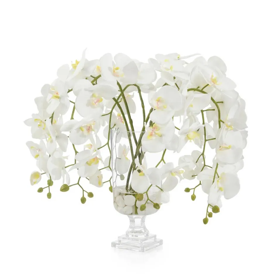 Glamorous Phals 22"H x 26"W x 26"D