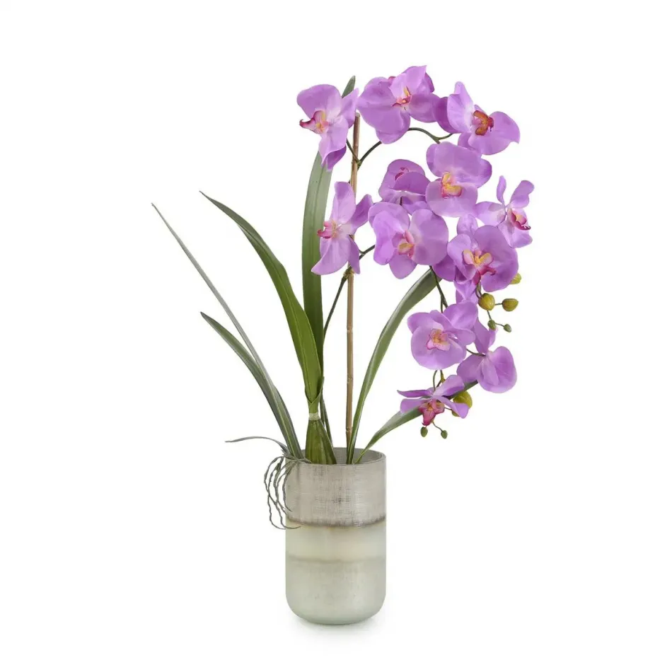 Asian Orchids