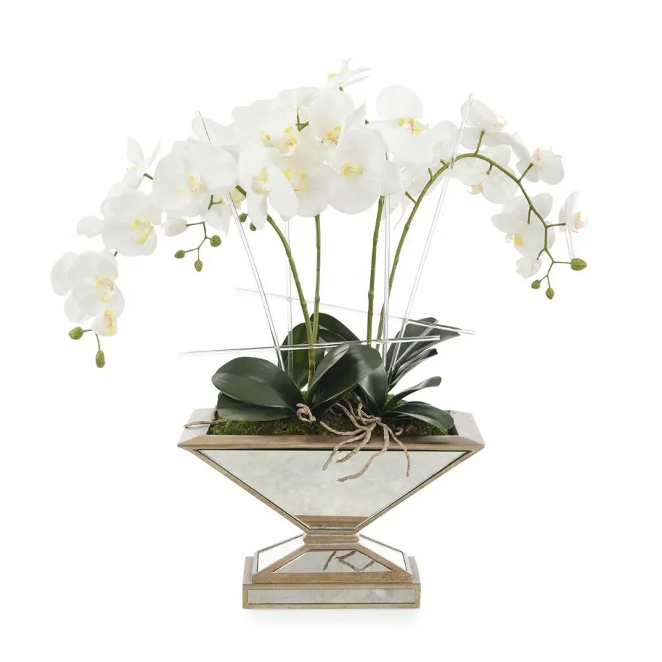 Pleasing Phalaenopsis 28"H x 28"W x 11"D