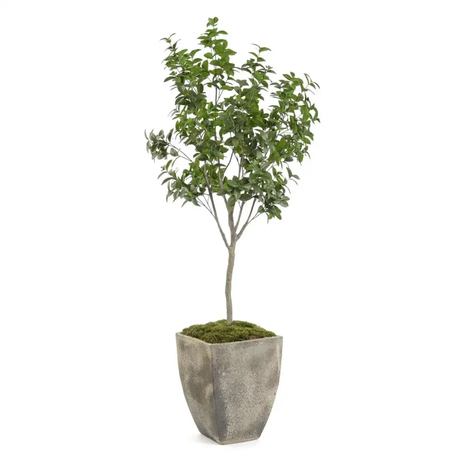 Bay Laurel Tree