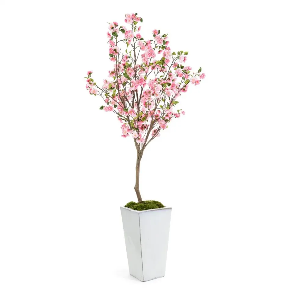 Kwanzan Cherry