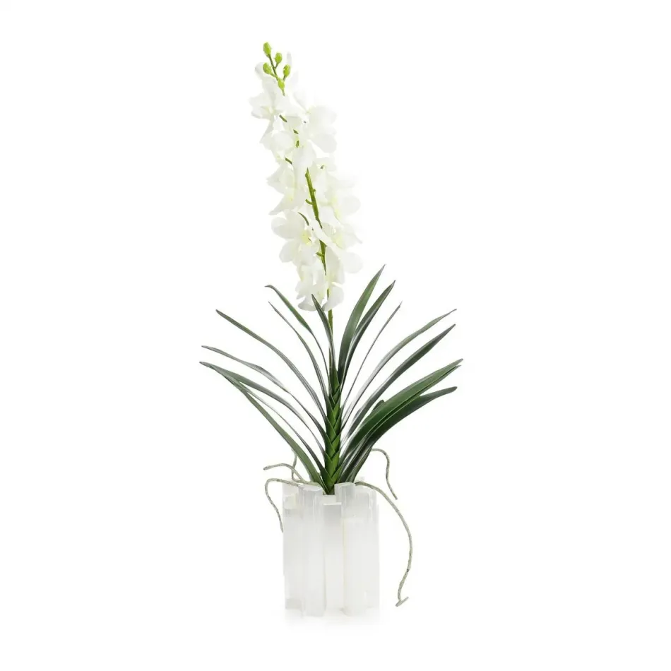 Dendrobium 'N' Selenite