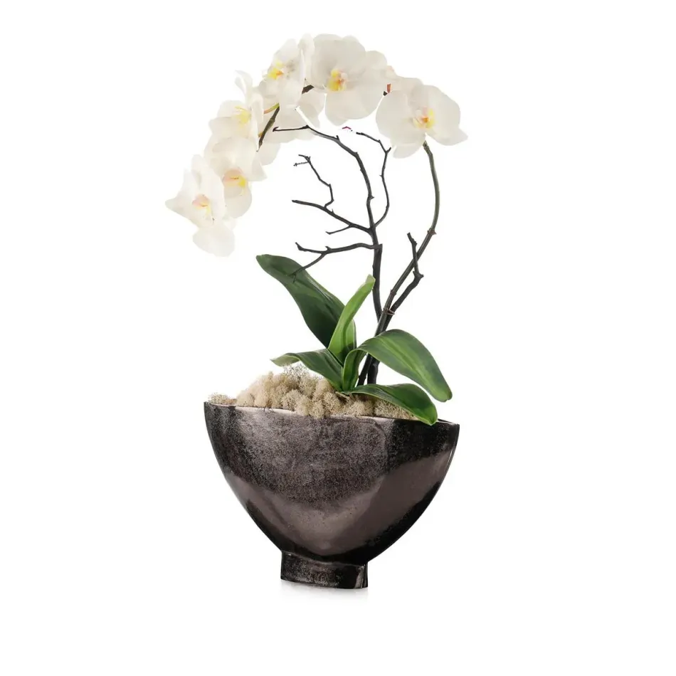 Dawn Phalaenopsis