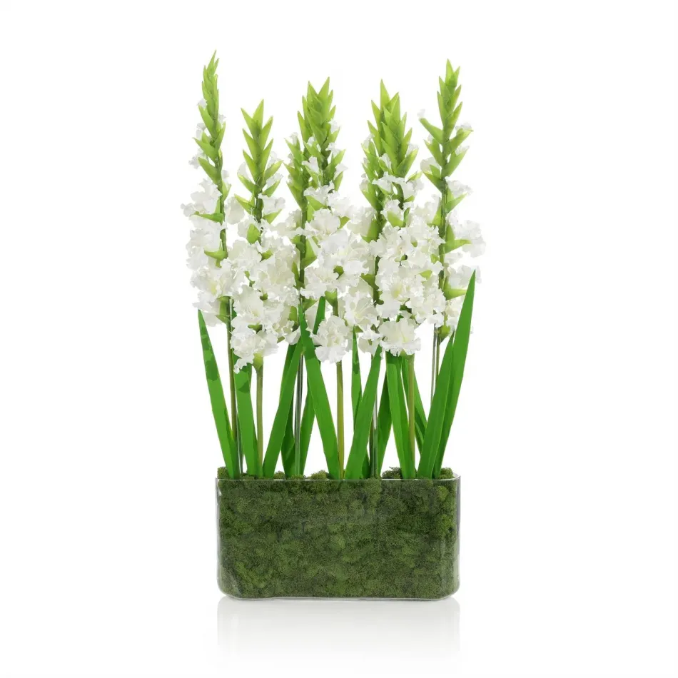 Gladiola Garden