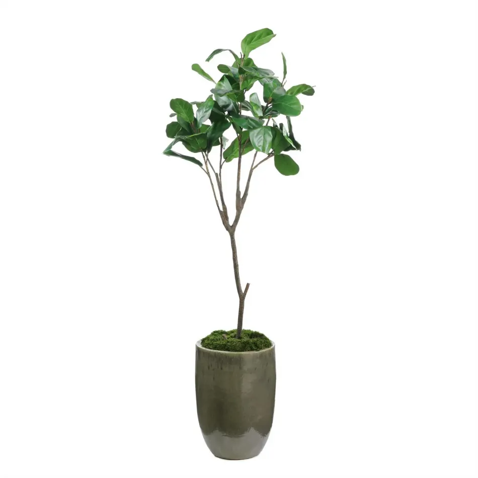 Mossy Green Fiddle Leaf Fig