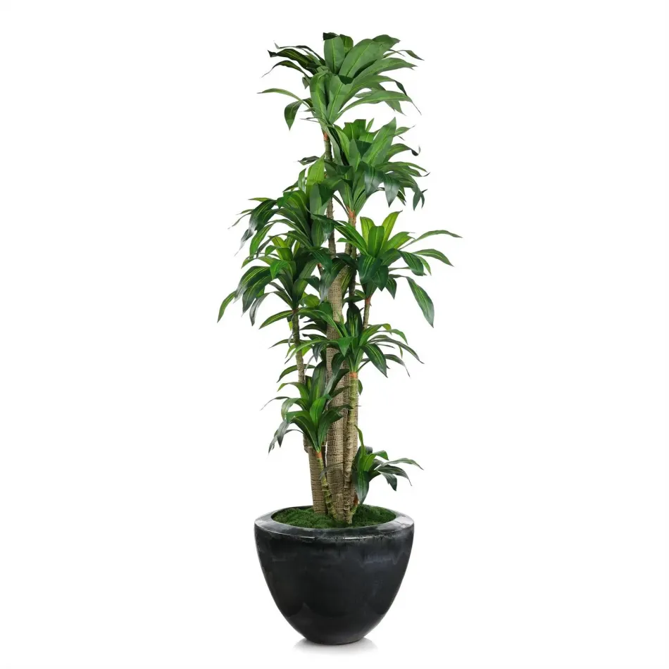 Dracaena Corn Tree