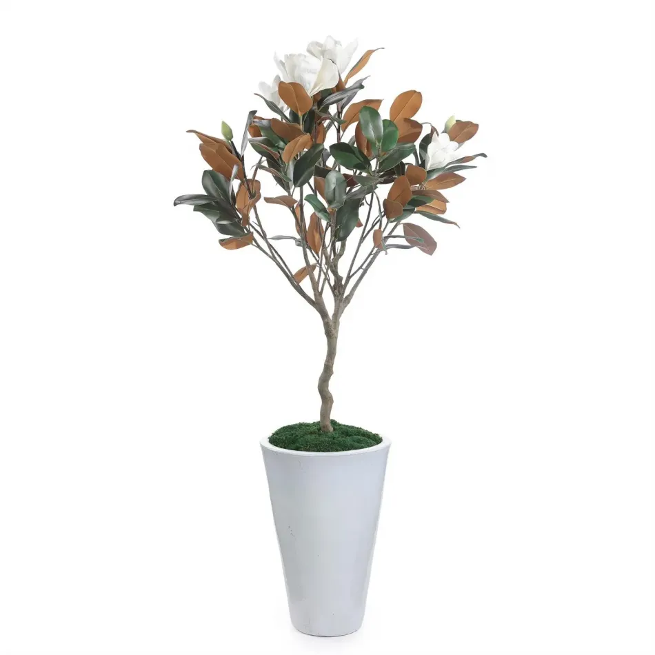 Southern Magnolia Tree