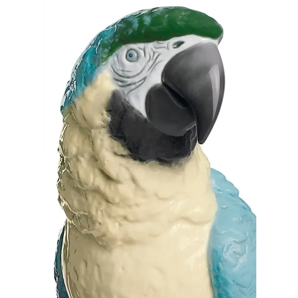 Macaw Bird