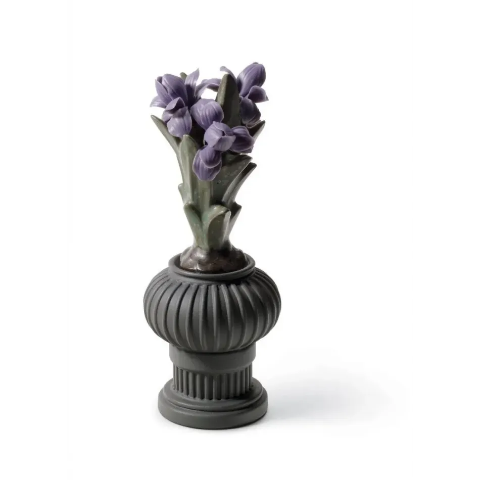 Iris Flowers Pot - Warrior Boy