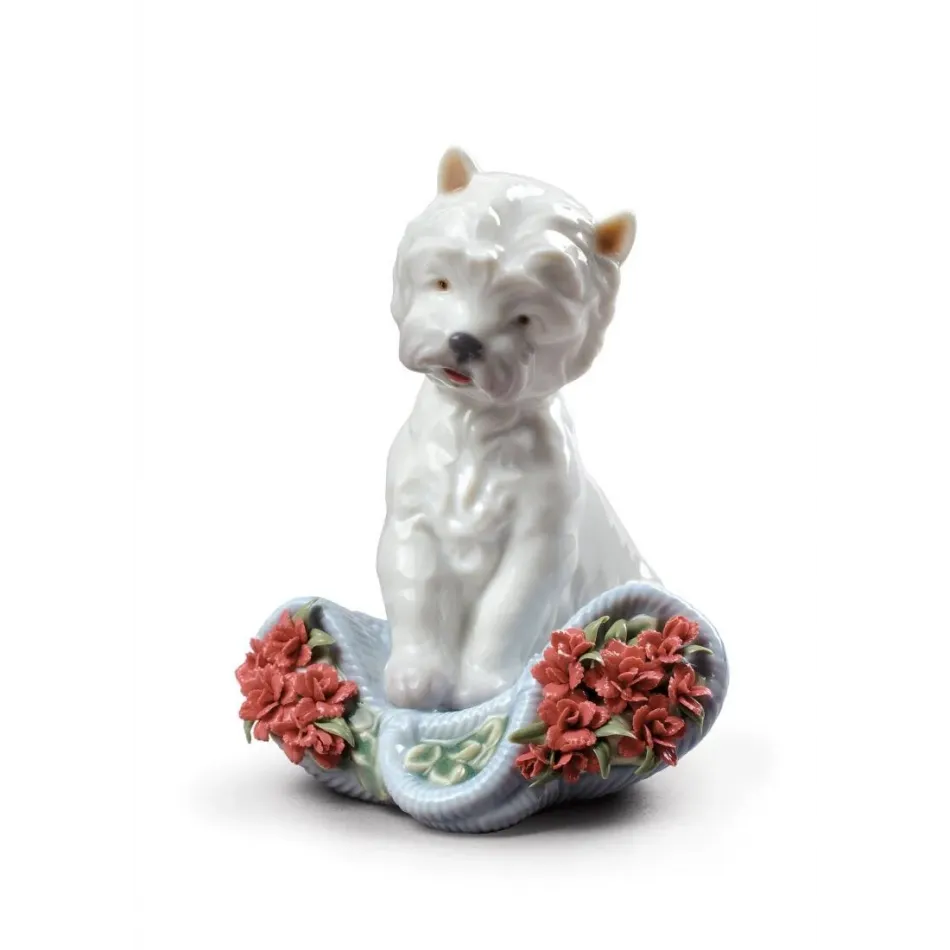 Playful Character (Carnations)
