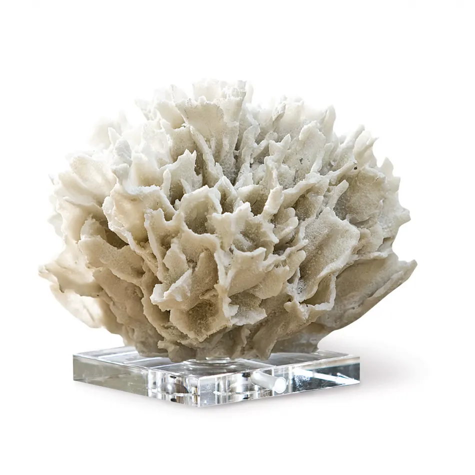 Ribbon Coral, White