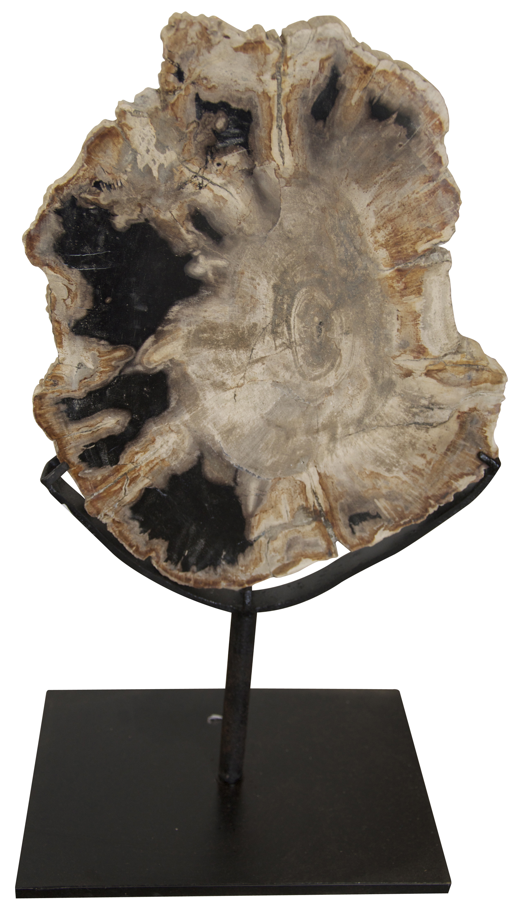 Noir Wood Fossil with Stand, 10